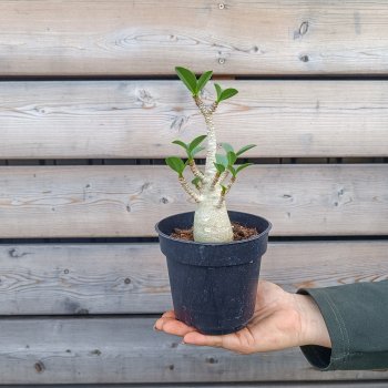 Adenium obesum (Adenium) ‘ANSU BAOBAB’ - výška 10-15 cm, kont. C1L